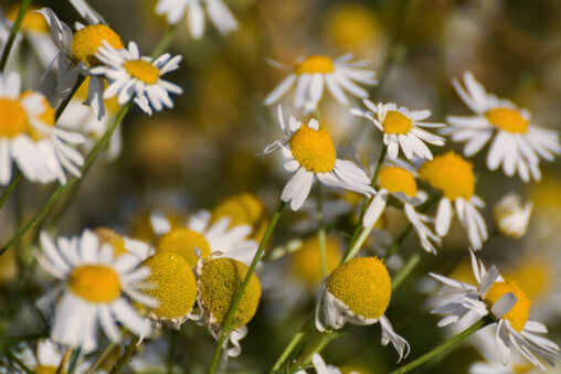 Chamomile