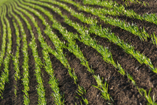 Grass Rows On Spring Field