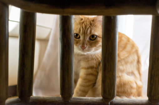 Hidden cat