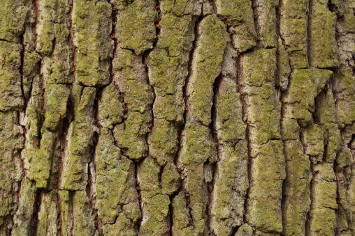 Tree bark texture