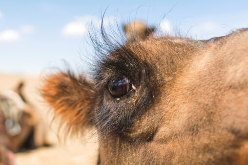 Camel Eye