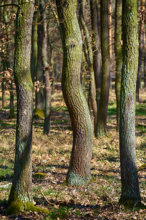 Magical Trees