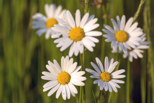 The flowers in the meadow