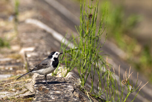 White wagtail bird