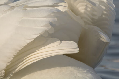 Swan Feathers