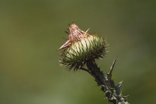 Thistle