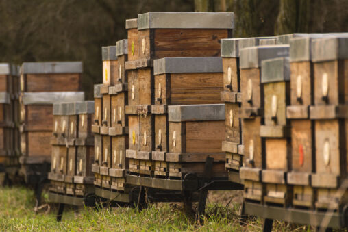 Honey bee boxes