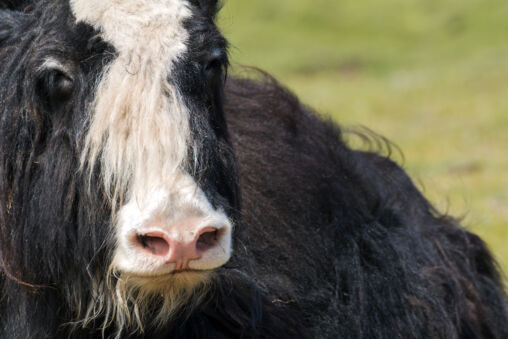 Yak in Mongolia