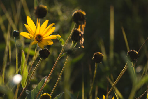 Yellow Flower on the Meadow