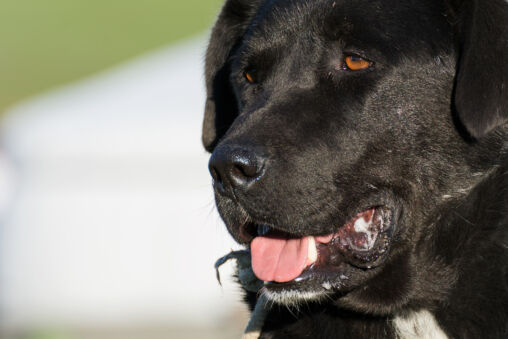 Black dog face