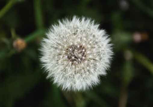 Dandelion