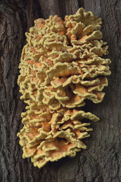 Bracket Fungi