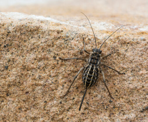 Deracantha onos