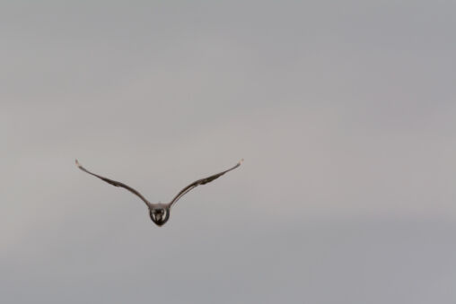 Flying bird