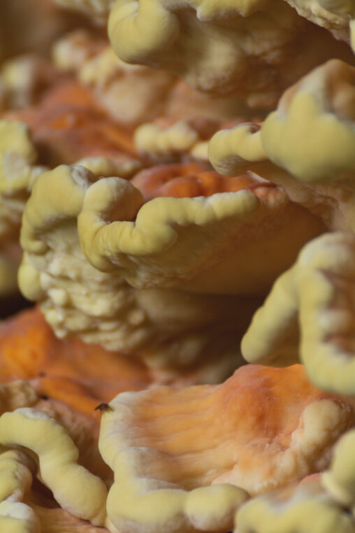 Polypore close up