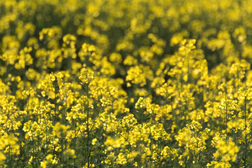 Rapeseed Field