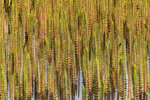 Nature Pattern – Lake Aquatic Flowers