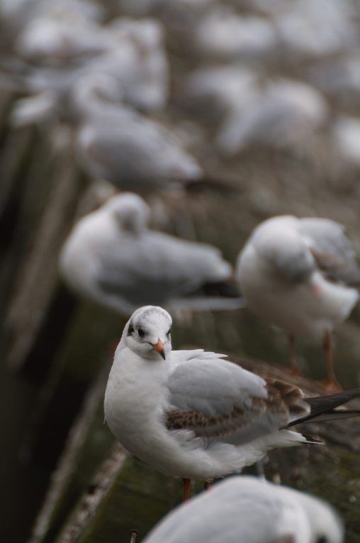 Seagulls