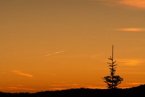 Lone tree at sunset