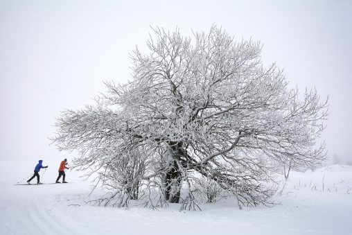 Snow, tree and skate skiers