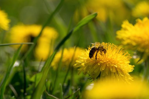 Sunflowers and Bee