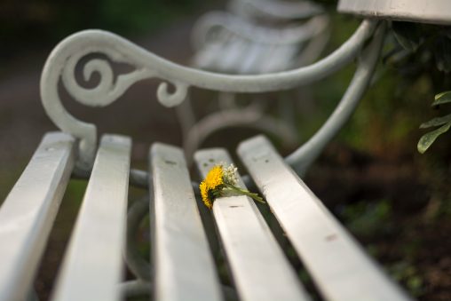 White Park Bench Close Up