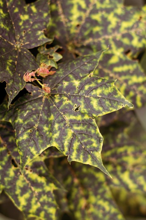 Mottled Leaf