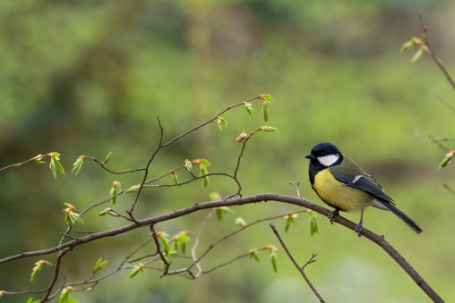 Great Tit Bird