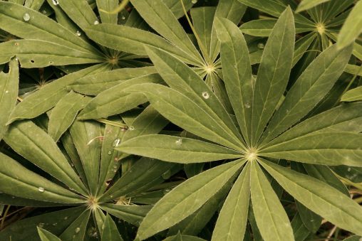 Star Shaped Green Leaves Close-Up