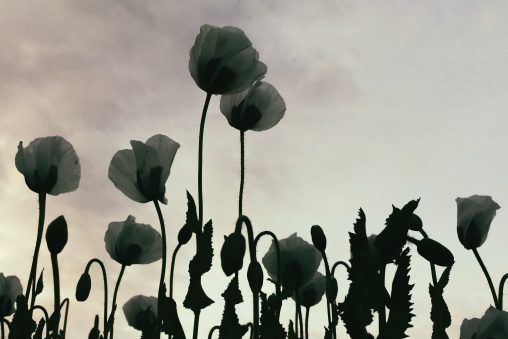 Poppy Flowers