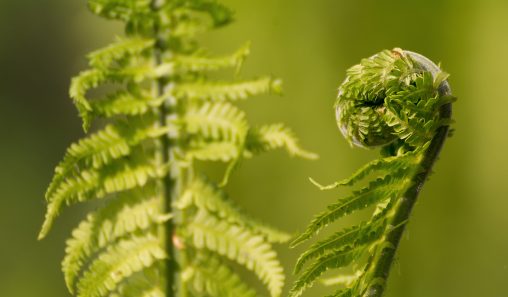 Spiral Shaped Fern Plant