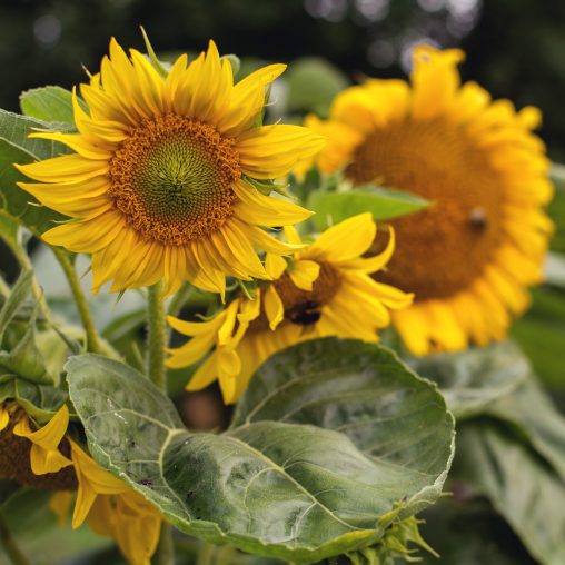 Sunflowers