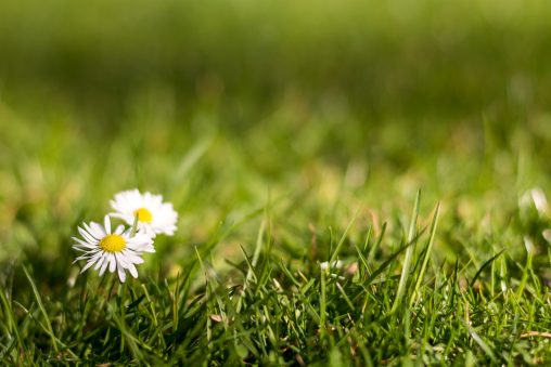 Two Daisies in the Grass