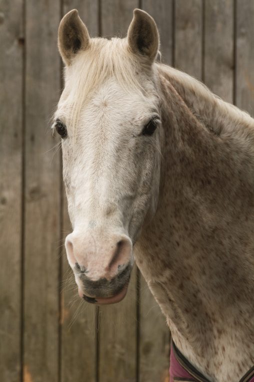 White Horse Portrait