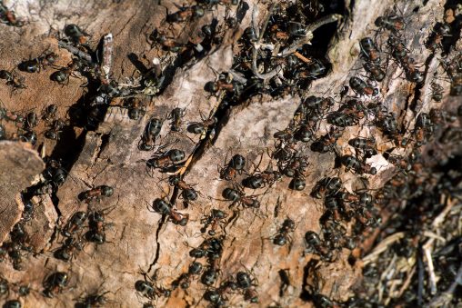 Ants on the Bark of a Tree