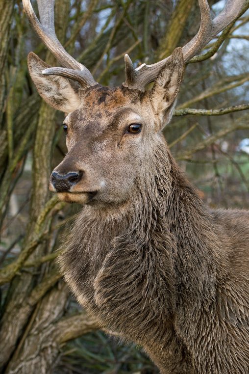 Red Deer