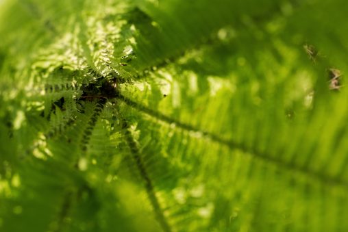Fern Close-Up