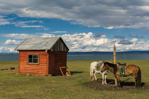 Horses in Taiga