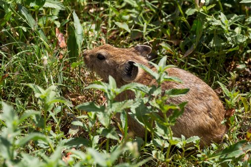 Pallas’s Pika