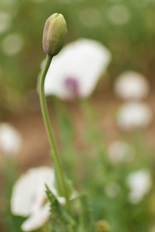 White Poppy Flower Bud