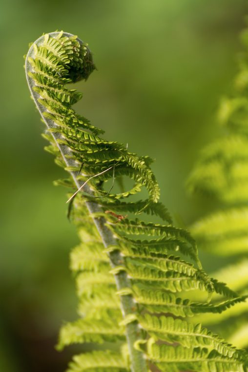Fibonacci Fern Spiral