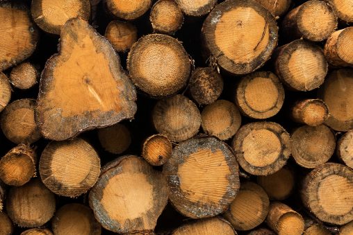 Circle Cut Logs Stacked in a Forest