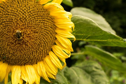 Sunflower and Bumblebee