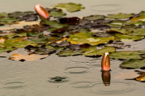 Water Lilies in the Rain