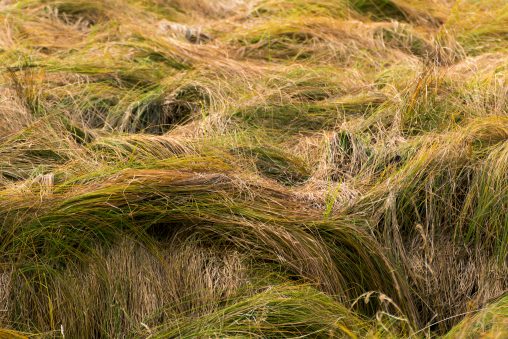Wild Grass Waves on Meadow Close-Up