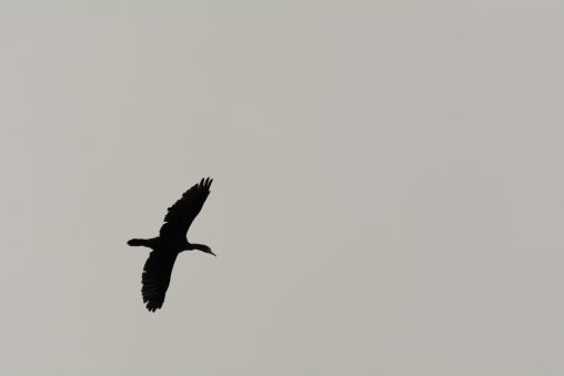 Great Cormorant Silhouette