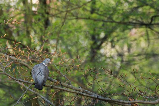 Pigeon in a Forest