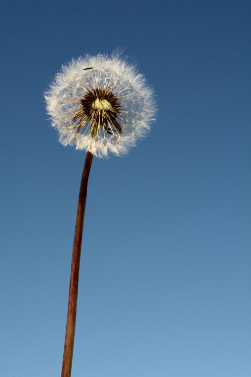 Fluffy Dandelion on Blue Background