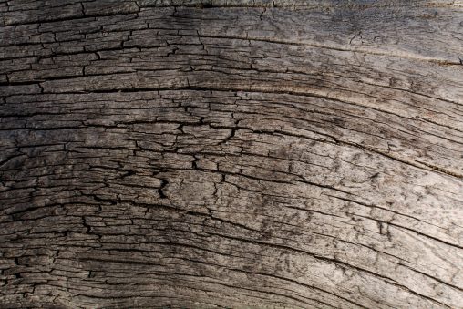 Dry Wood Log Texture