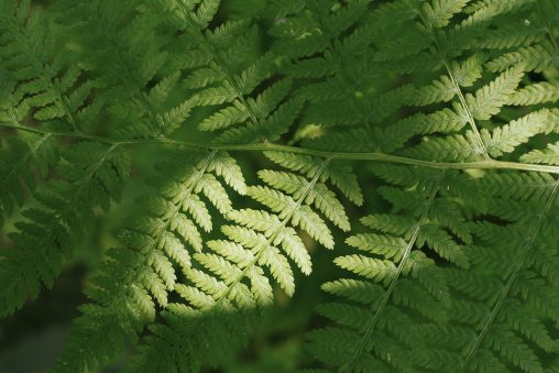 Fern Background